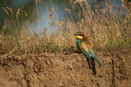 european bee eater