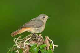 redstart