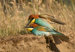 european bee eater