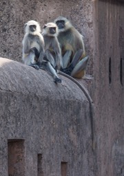 hanuman langur