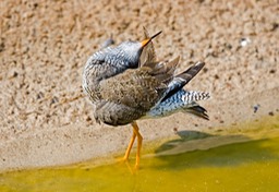 redshank