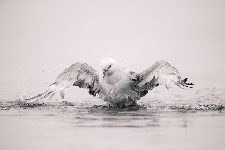 fulmar