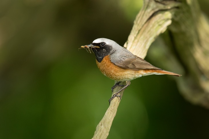 redstart