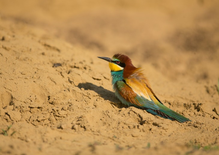 european bee eater