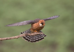 red footed falcon