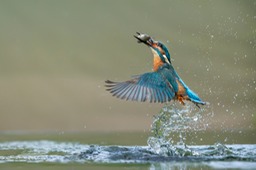 kingfisher