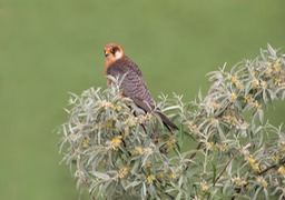 red footed falcon