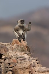 hanuman langur