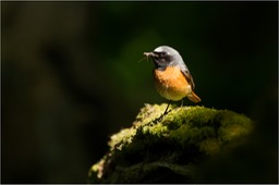 redstart