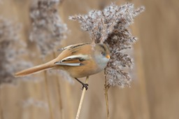 bearded reedling