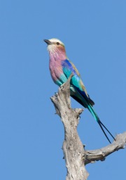 lilac breasted roller