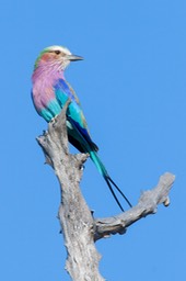 lilac breasted roller