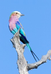 lilac breasted roller