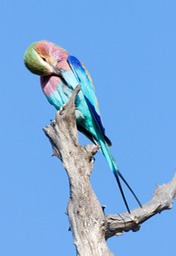 lilac breasted roller