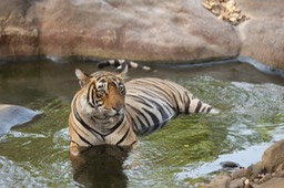 bengal tiger