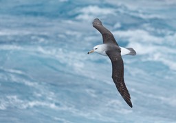 black browed albatross