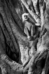 hanuman langur