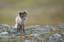 arctic fox