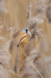 bearded reedling