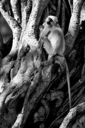 hanuman langur