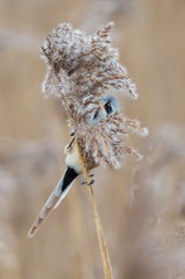 bearded reedling