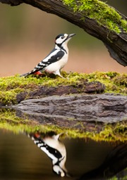 great spotted woodpecker