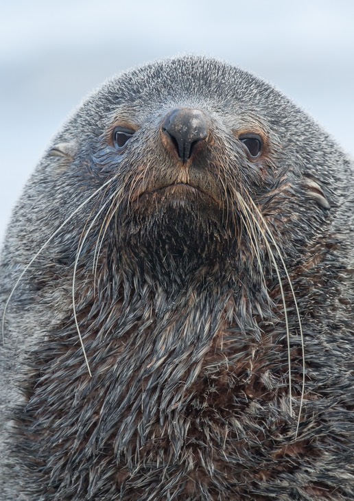 southern fur seal