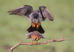 red footed falcon