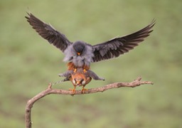 red footed falcon