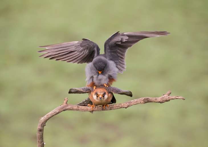 red footed falcon