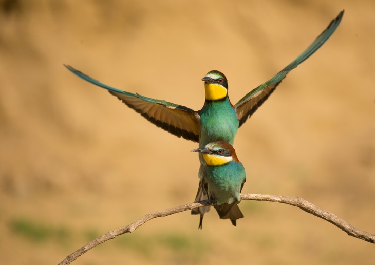 european bee eater