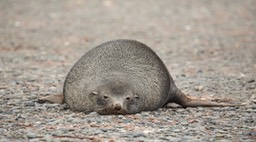 southern fur seal