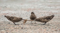 brown skua