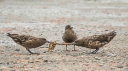 skua