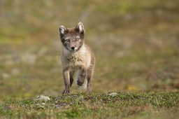 arctic fox