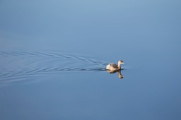 little grebe