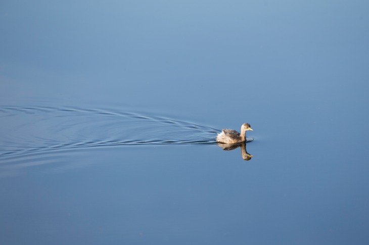 little grebe