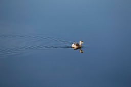 little grebe