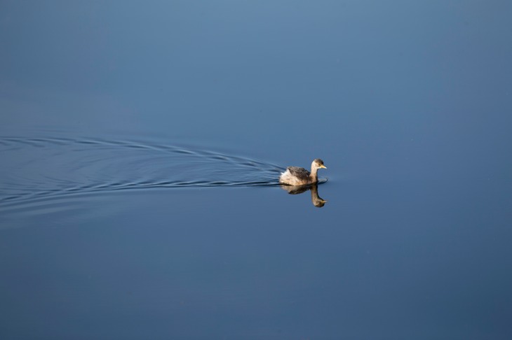 little grebe