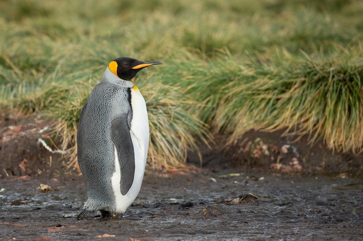 king penguin