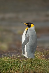 king penguin