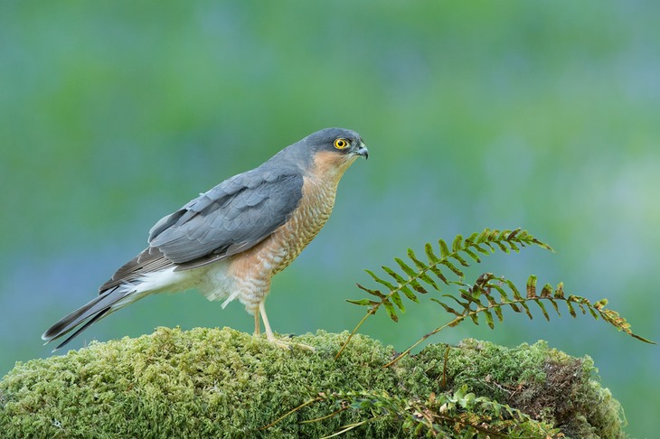 sparrowhawk