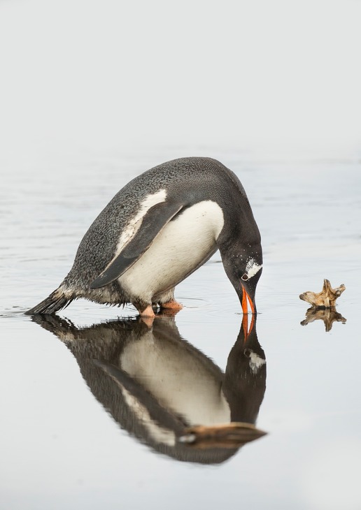 gentoo penguin