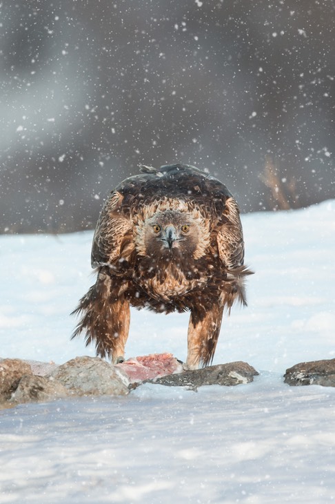 golden eagle