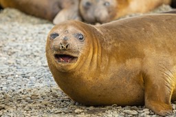 southern elephant seal