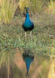 indian peafowl