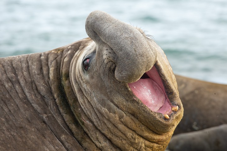 southern elephant seal