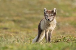 arctic fox