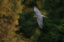 peregrine falcon