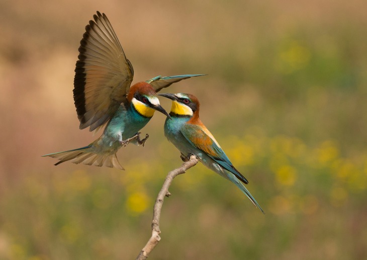 european bee eater